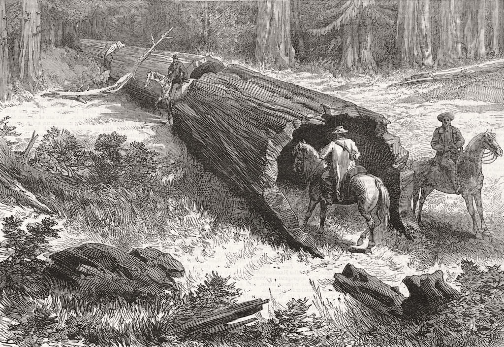 CALIFORNIA. Great fallen tree, Mariposa 1877 old antique vintage print picture